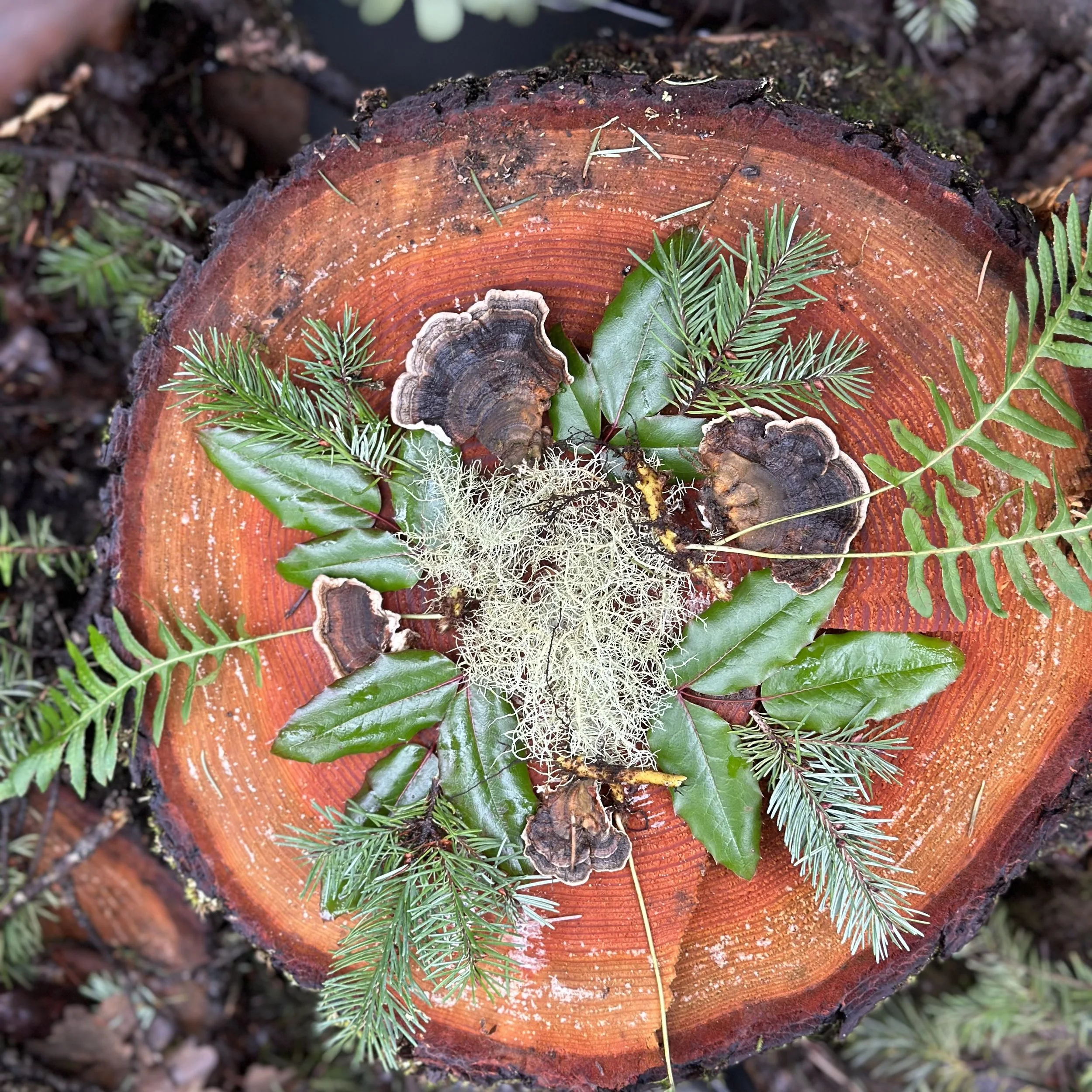 Forest Farmacy | Shop Online | R&J Riverbrook Farm